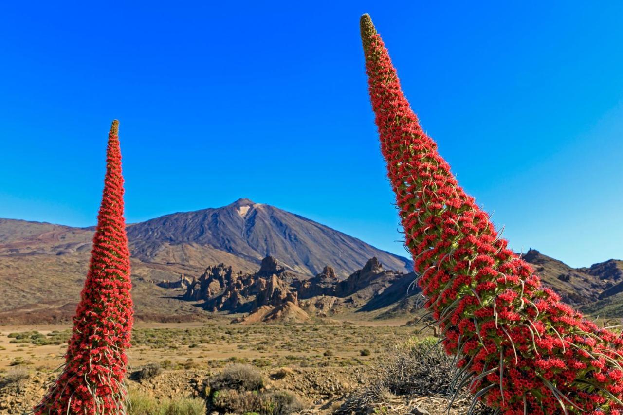 サンタクルスデテネリフェApto Drago Holidaysアパートメント エクステリア 写真